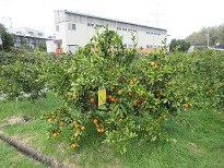 ブログ記事のサムネイル画像
